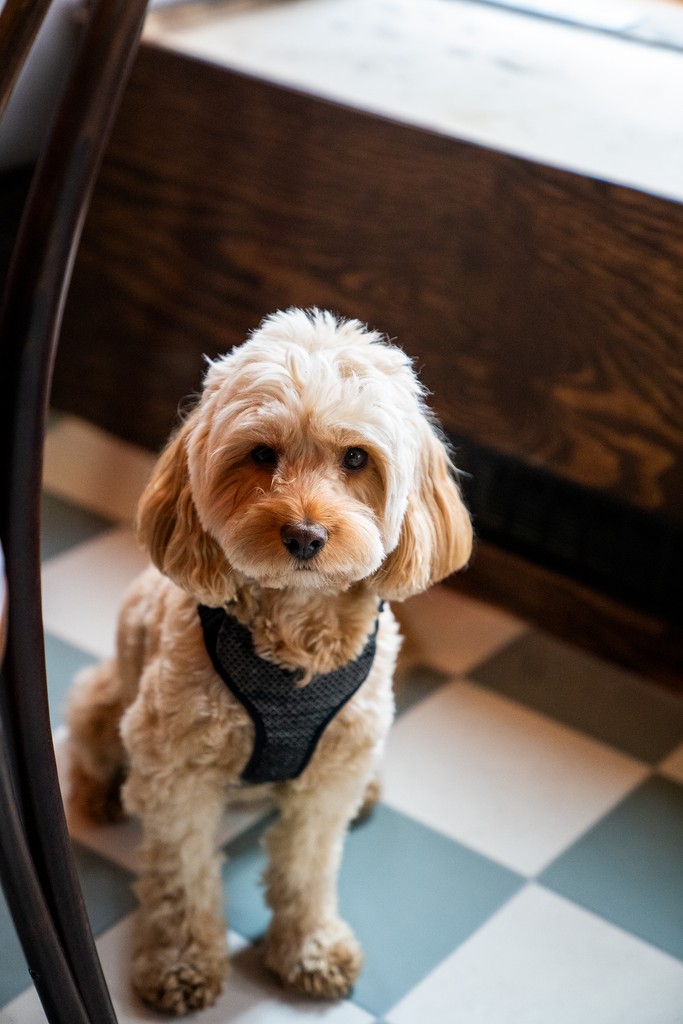 En hund som sitter på det rutiga golvet inne på Oss Emellan i Majorna